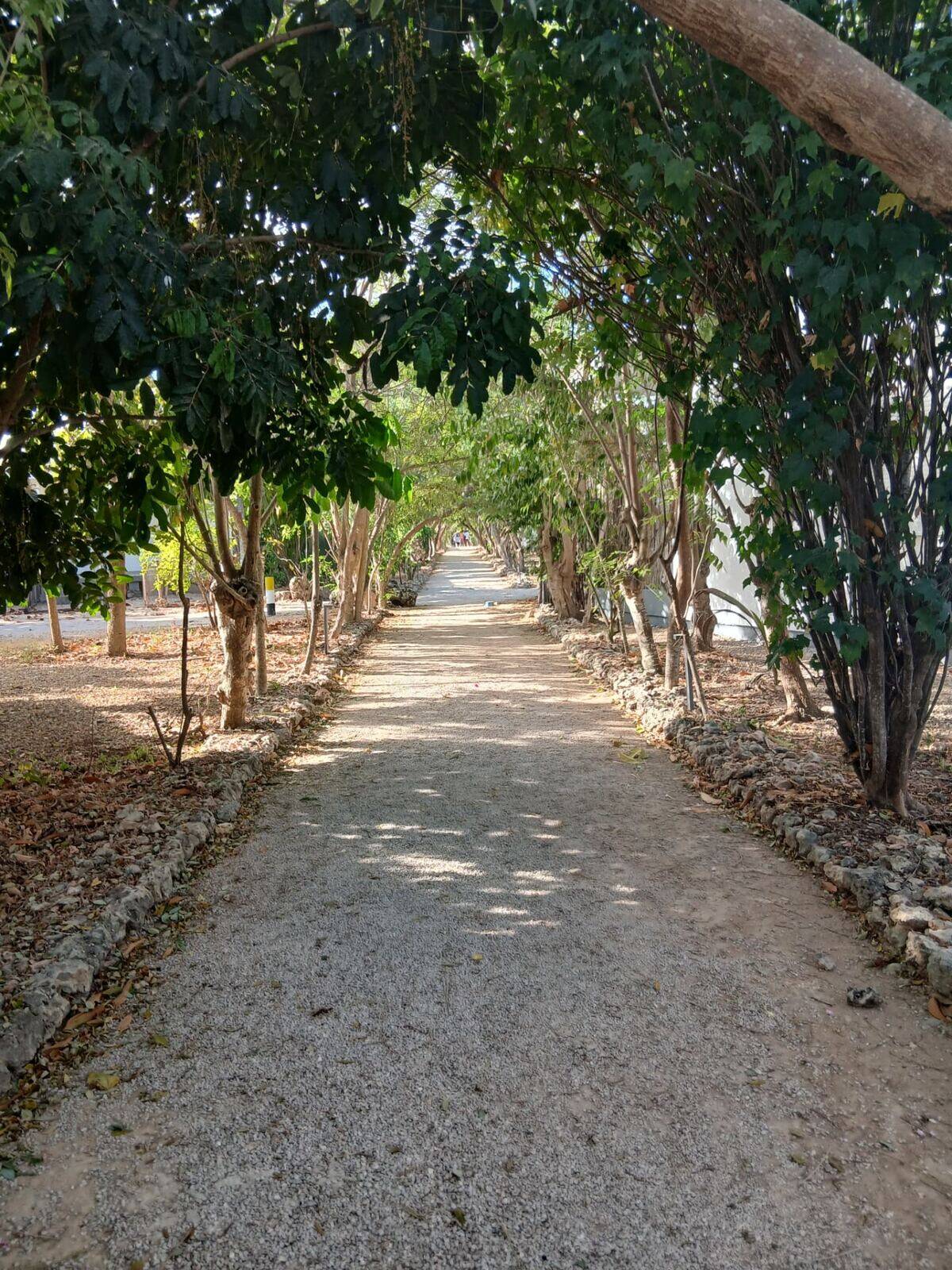 Shaded tree-lined walking path through Fumba Town, Zanzibar